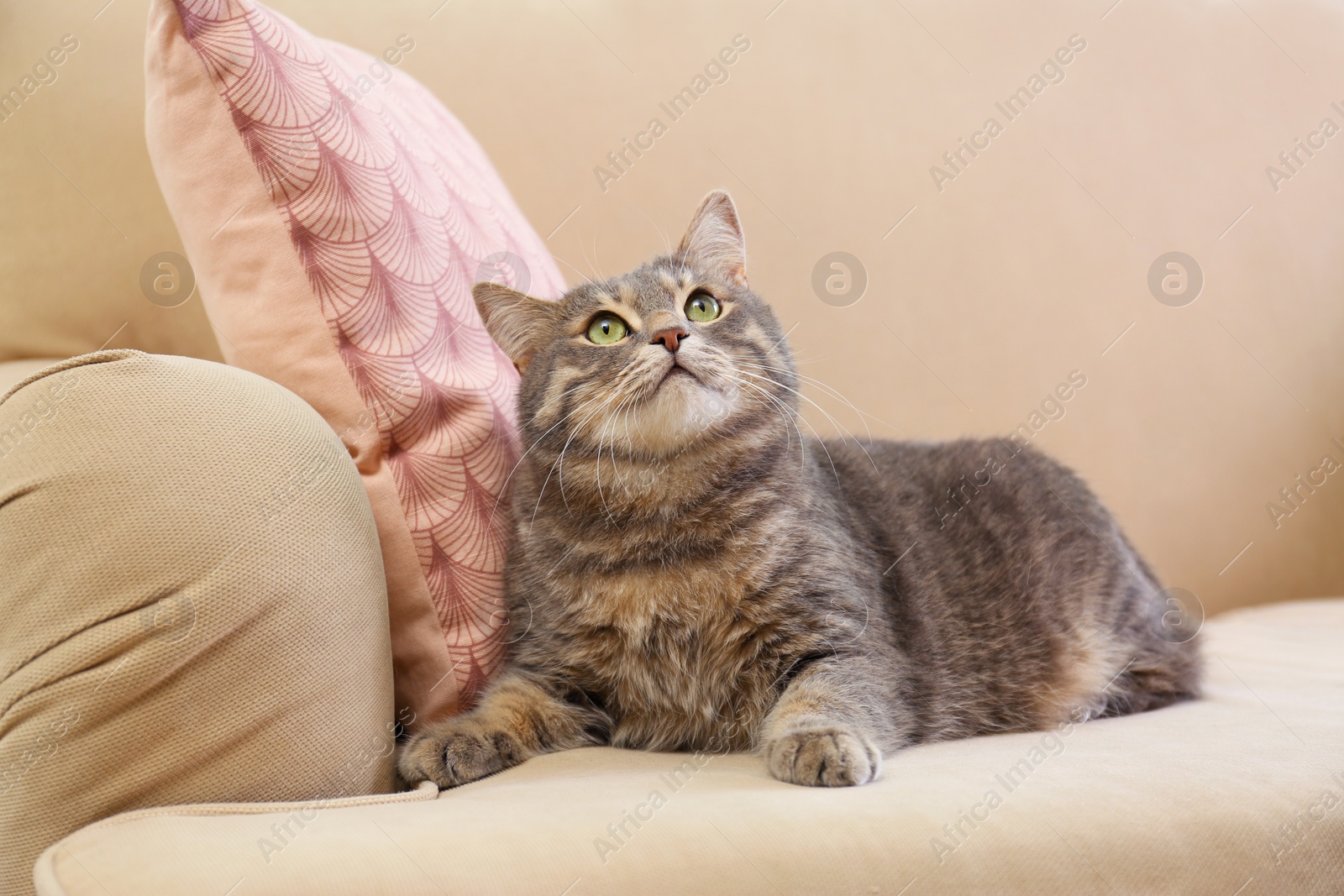 Photo of Cute gray tabby cat on sofa. Lovely pet