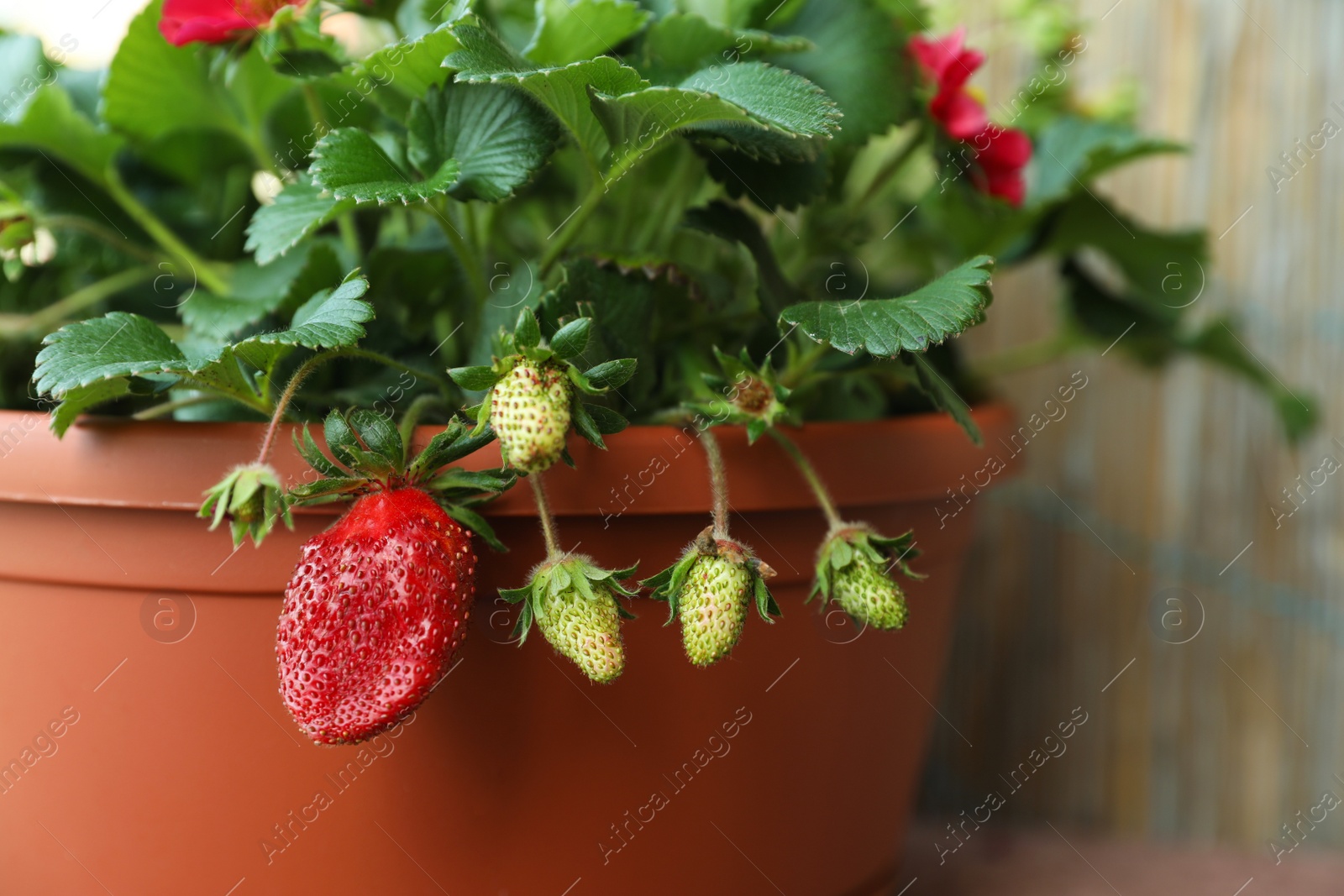 Photo of Beautiful strawberry plant with ripe and unripe fruits in pot, closeup