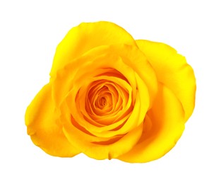 Photo of Beautiful fresh yellow rose isolated on white