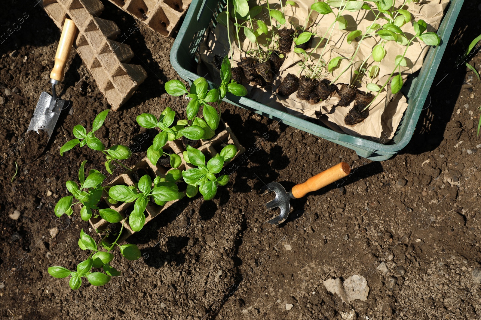 Photo of Beautiful seedlings in container and crate prepared for transplanting on ground outdoors, flat lay