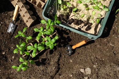 Photo of Beautiful seedlings in container and crate prepared for transplanting on ground outdoors, flat lay