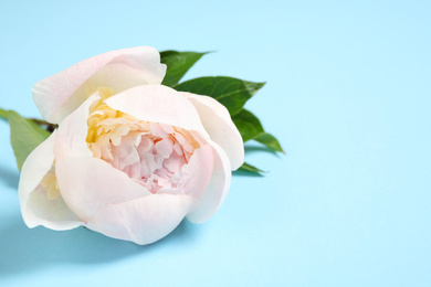 Photo of Beautiful white peony on light blue background