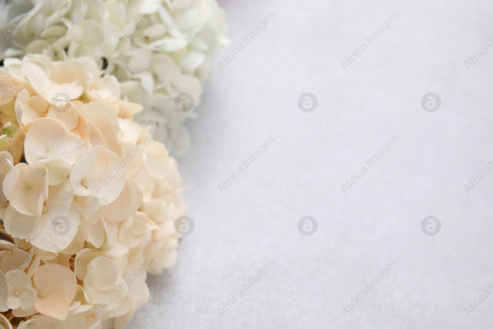 Photo of Beautiful pastel hydrangea flowers on light textured background, closeup. Space for text