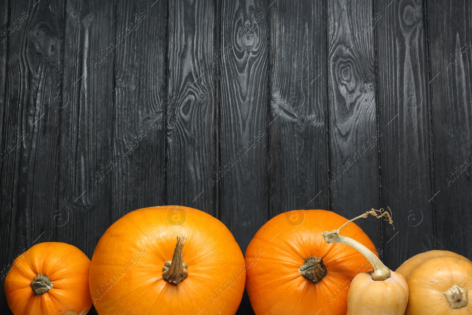 Photo of Thanksgiving day. Many ripe pumpkins on black wooden table, flat lay with space for text