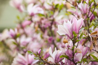 Photo of Magnolia tree with beautiful pink flowers outdoors, closeup