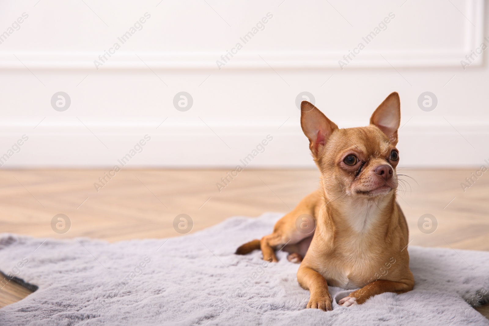 Photo of Cute Chihuahua dog lying on warm floor indoors, space for text. Heating system