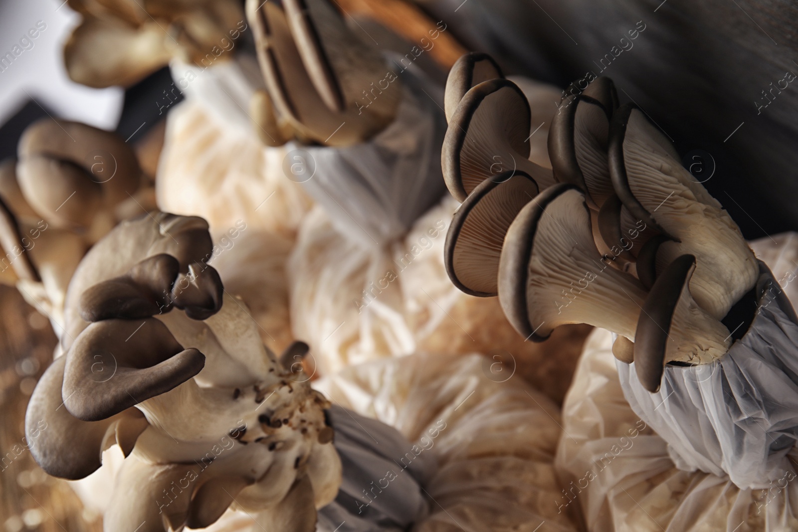 Photo of Oyster mushrooms growing in sawdust, closeup. Cultivation of fungi