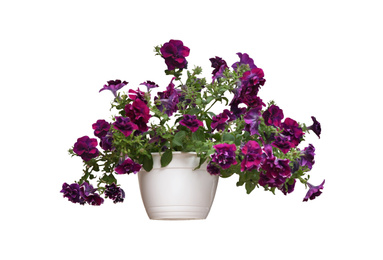 Beautiful purple flowers in plant pot on white background 