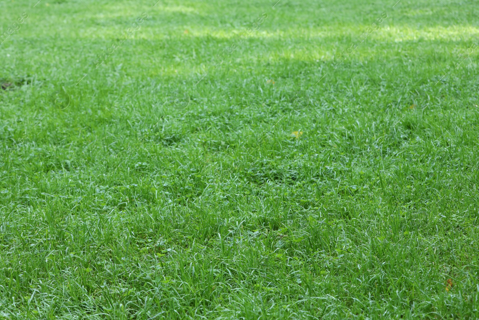 Photo of Fresh green grass growing outdoors in summer