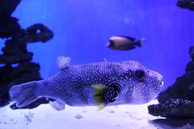 Photo of Beautiful pufferfish swimming in clear aquarium water