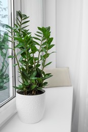 Photo of Zamioculcas in pot on windowsill indoors, space for text. House plant