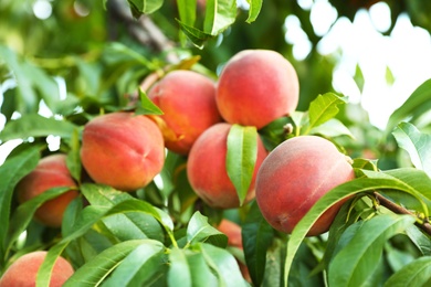 Fresh ripe peaches on tree in garden