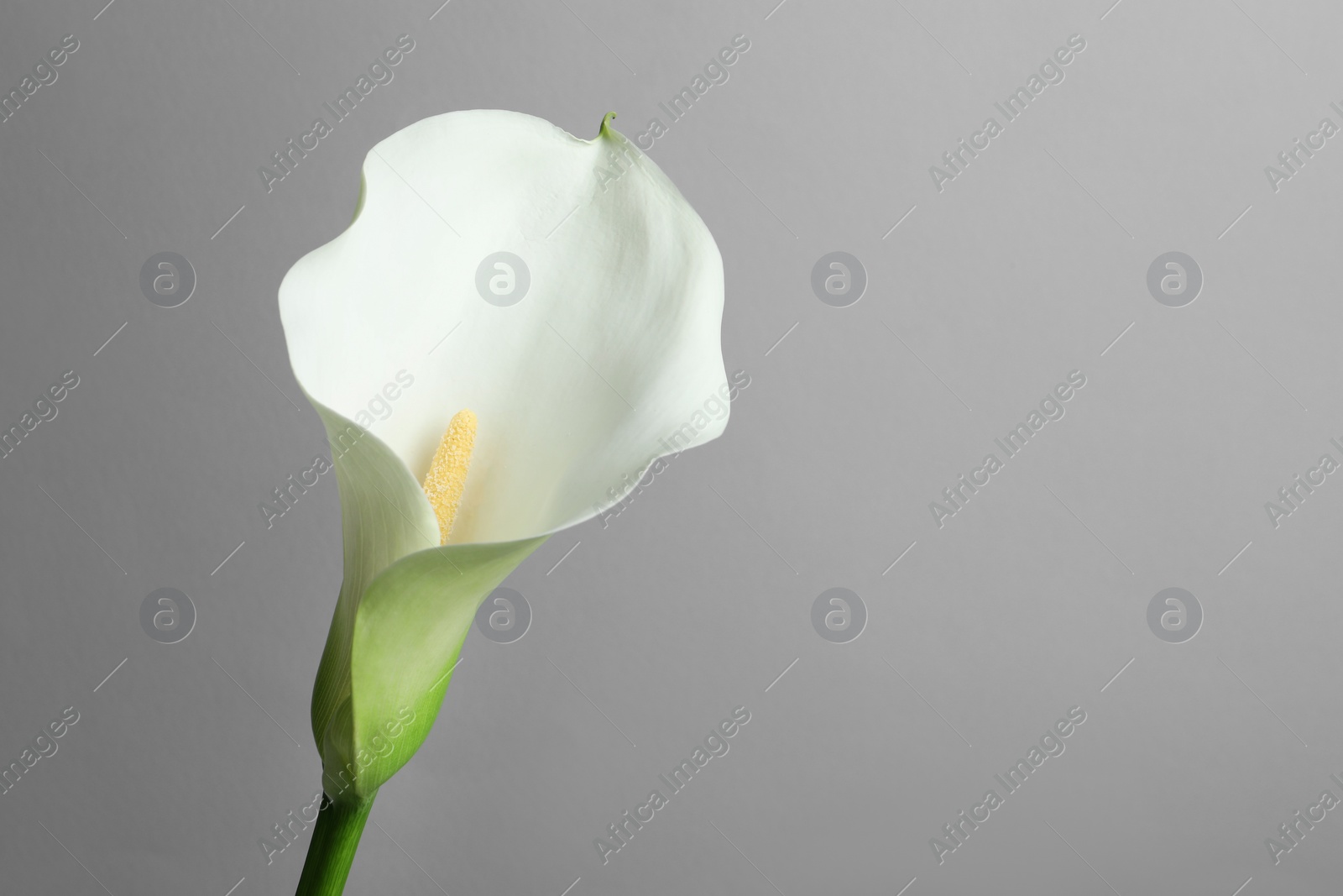 Photo of Beautiful calla lily flower on white background, closeup. Space for text