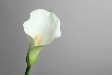 Beautiful calla lily flower on white background, closeup. Space for text