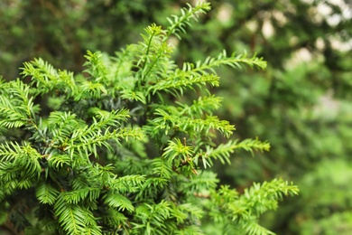 Photo of Beautiful branches of conifer tree, closeup. Evergreen plant