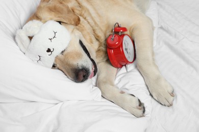 Photo of Cute Labrador Retriever with sleep mask and alarm clock resting on bed