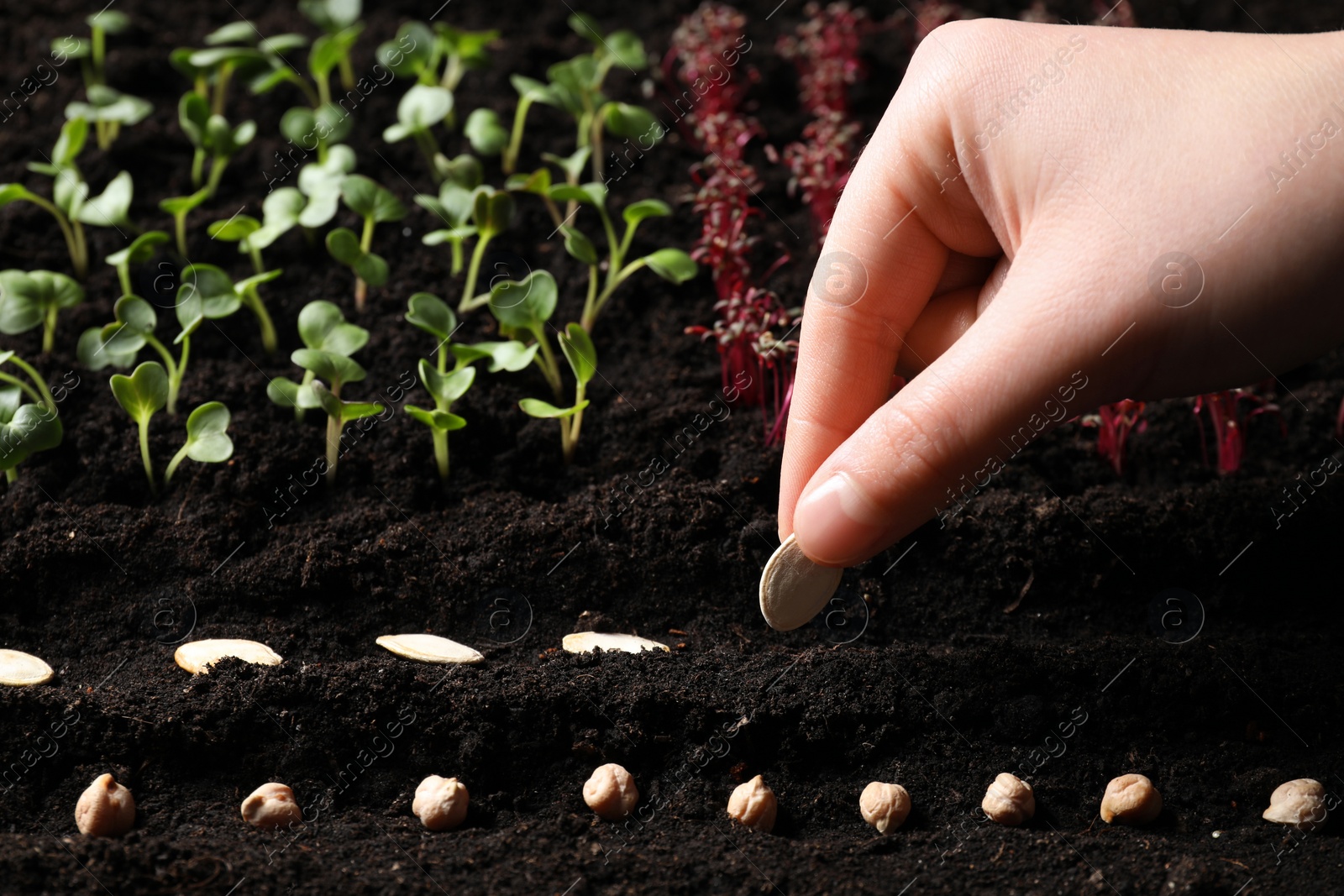 Photo of Woman planting pumpkin seeds into fertile soil, closeup. Vegetable growing