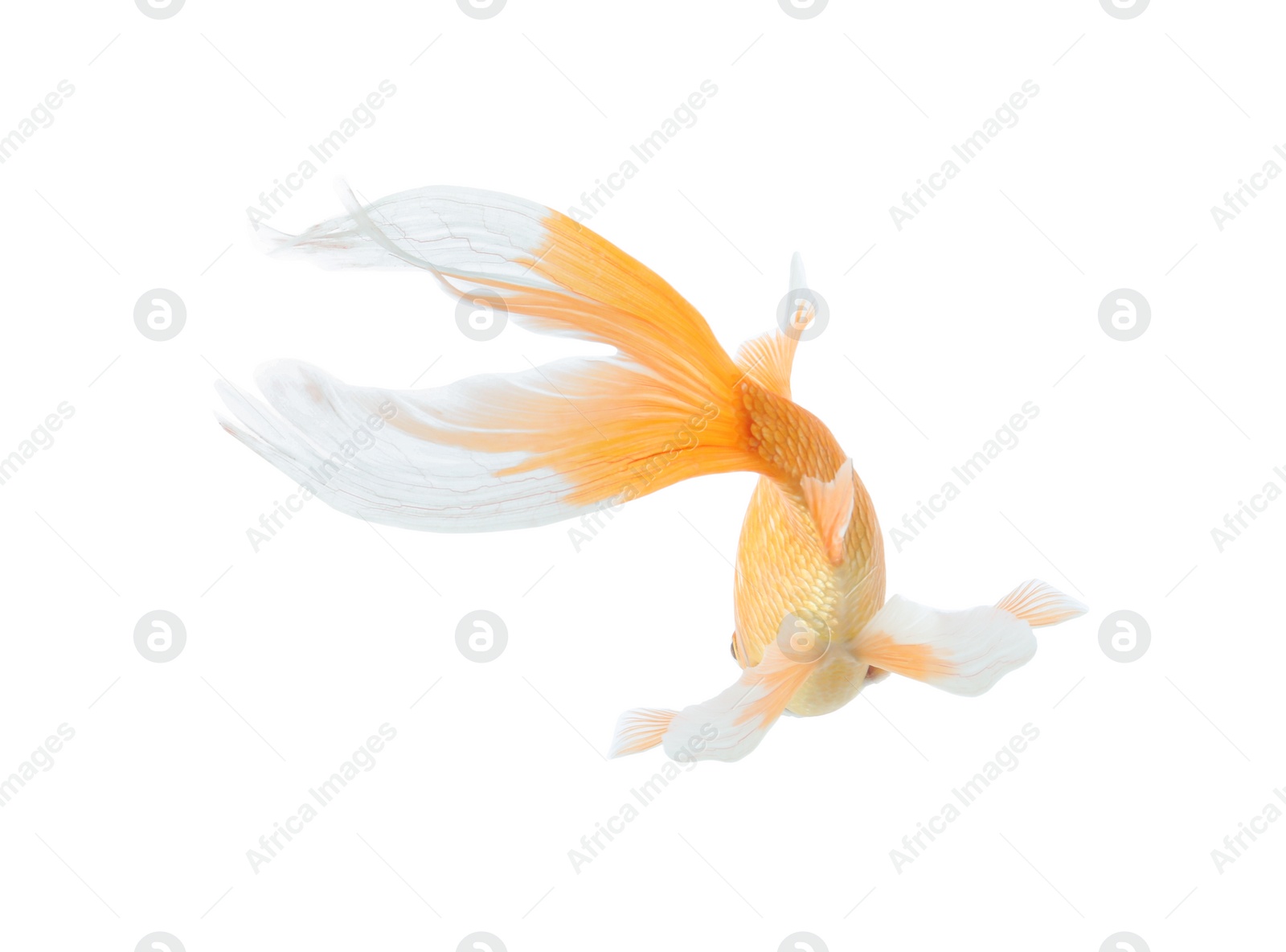 Photo of Beautiful bright small goldfish isolated on white