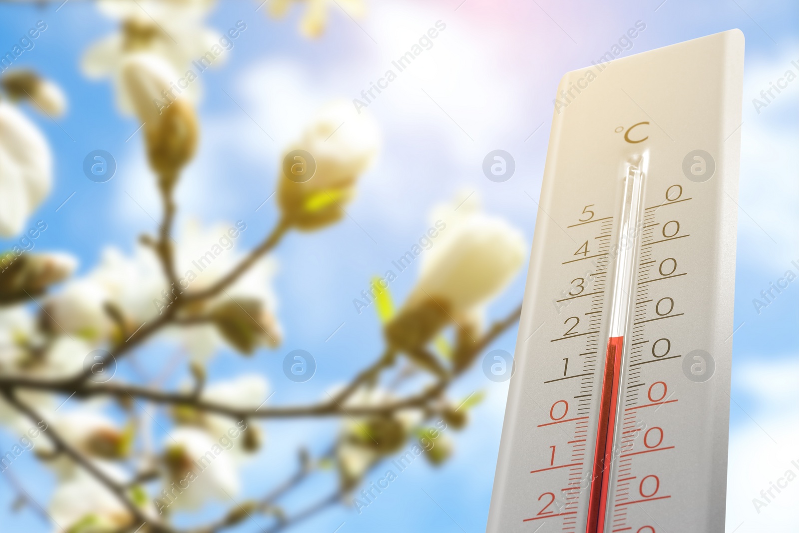 Image of Thermometer and blossoming magnolia tree against blue sky, low angle view. Temperature in spring