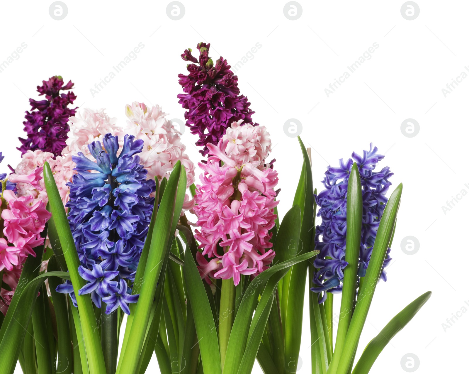 Photo of Beautiful spring hyacinth flowers on white background