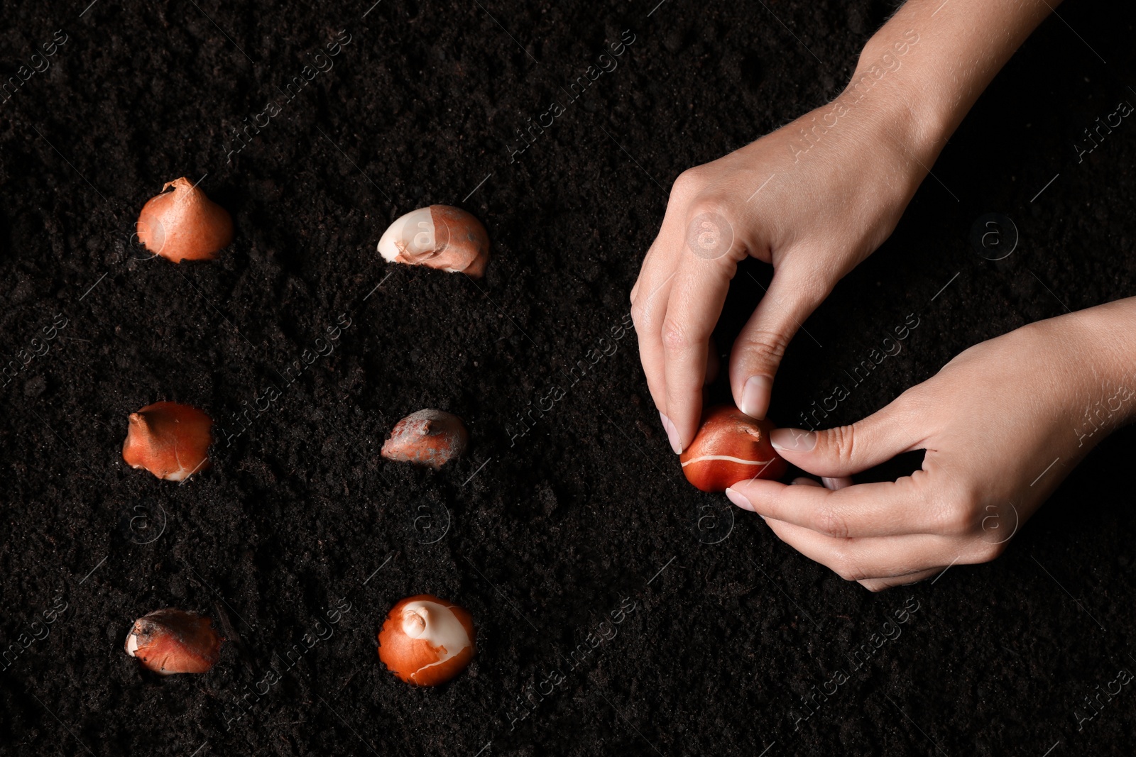 Photo of Woman planting tulip bulb into soil, above view