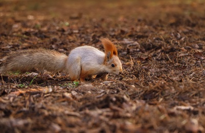 Photo of Cute red squirrel on ground in forest