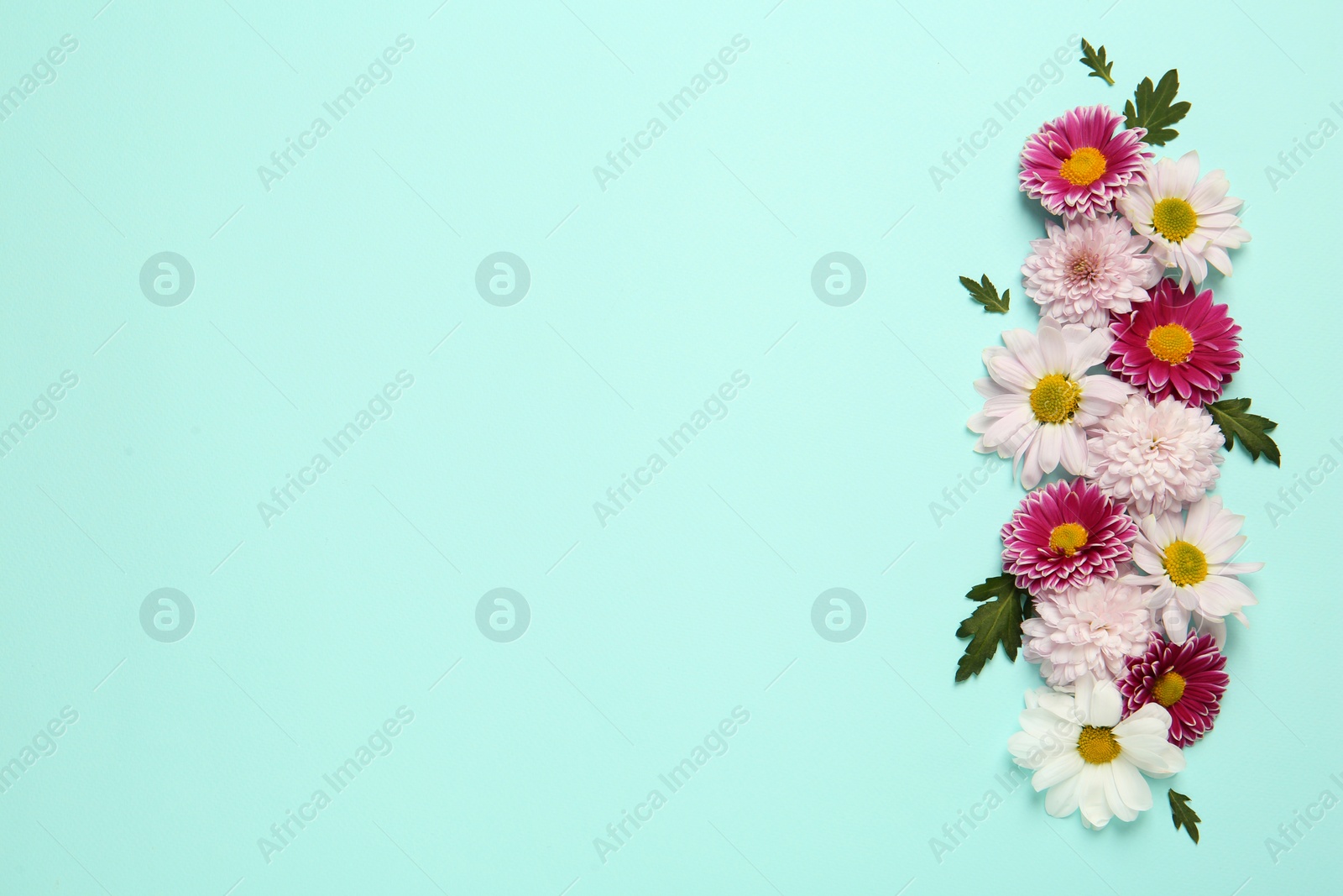 Photo of Beautiful chrysanthemum flowers on light blue background, flat lay. Space for text