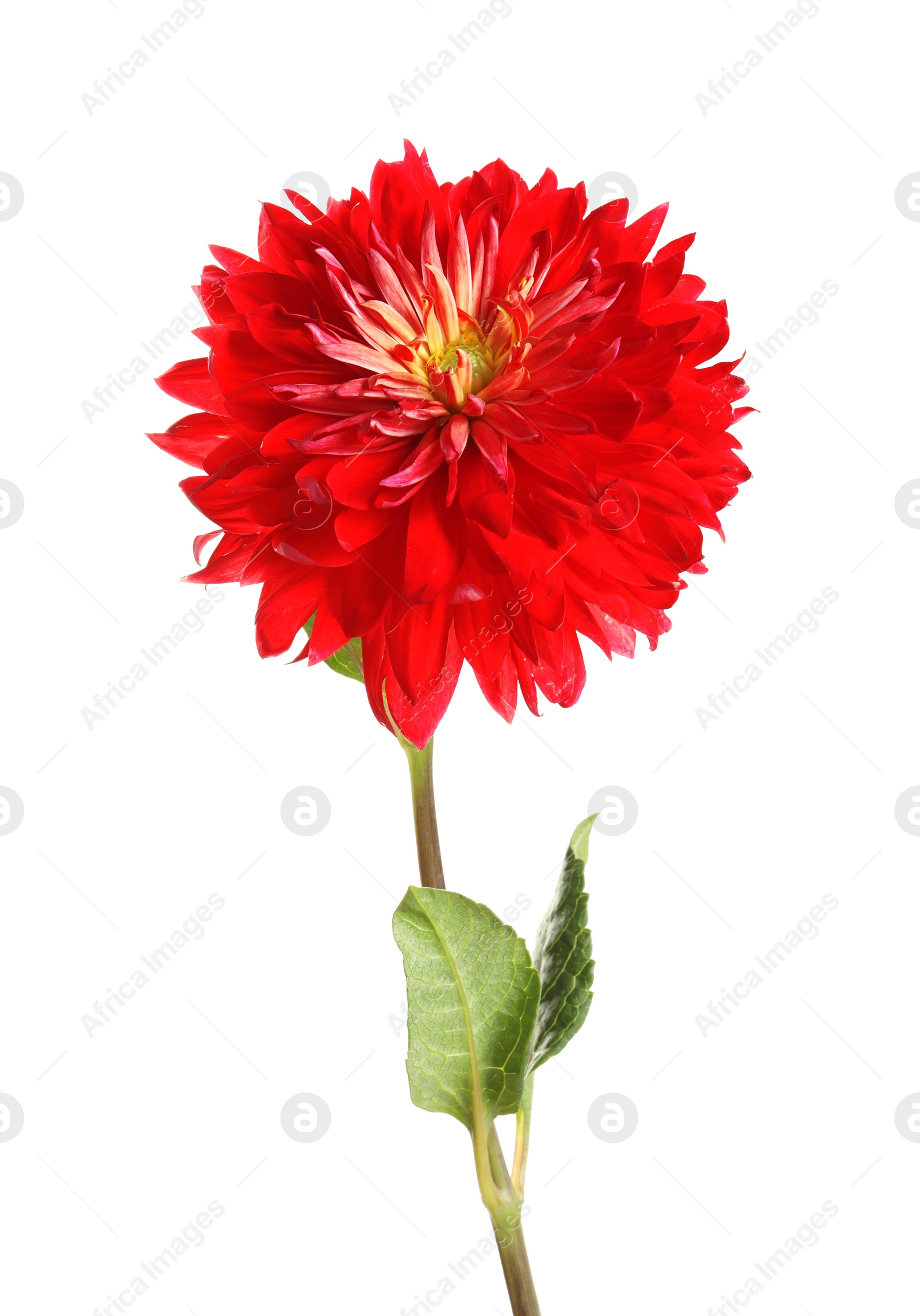 Photo of Beautiful red dahlia flower on white background