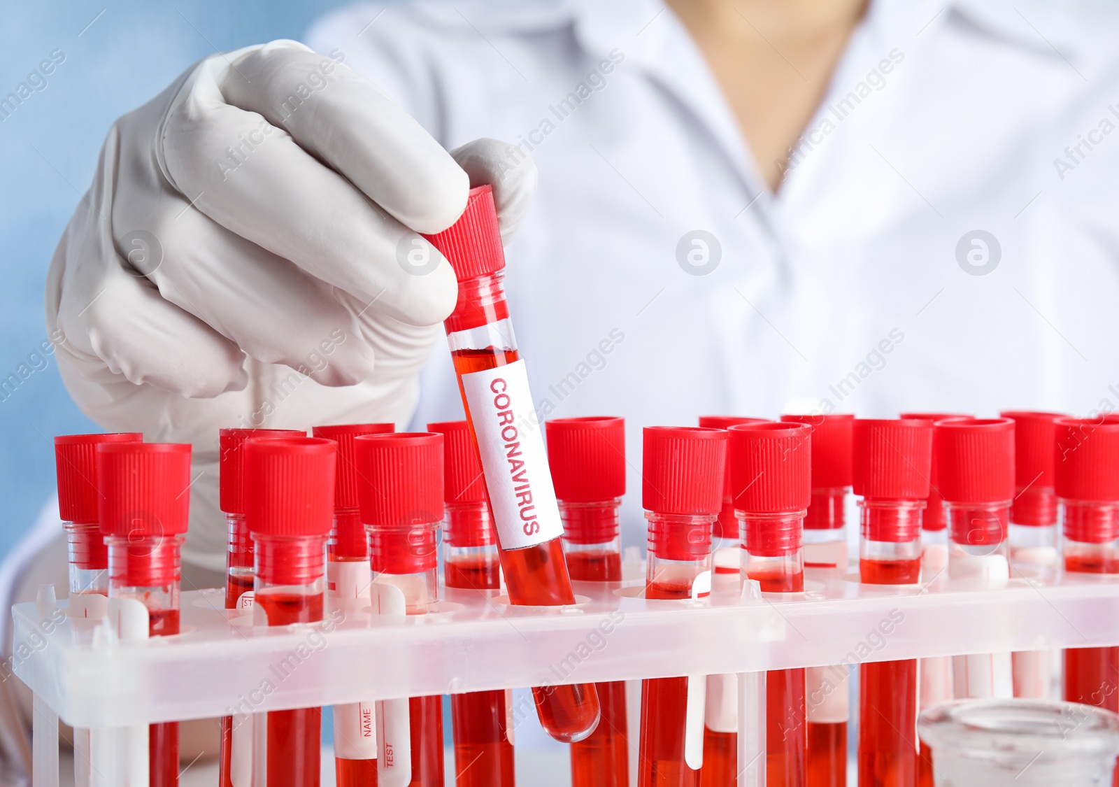 Photo of Scientist taking test tube with blood sample and label CORONA VIRUS from rack in laboratory, closeup