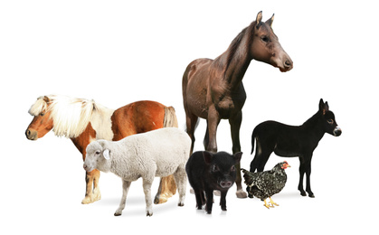 Image of Collage with horses and other pets on white background. Banner design