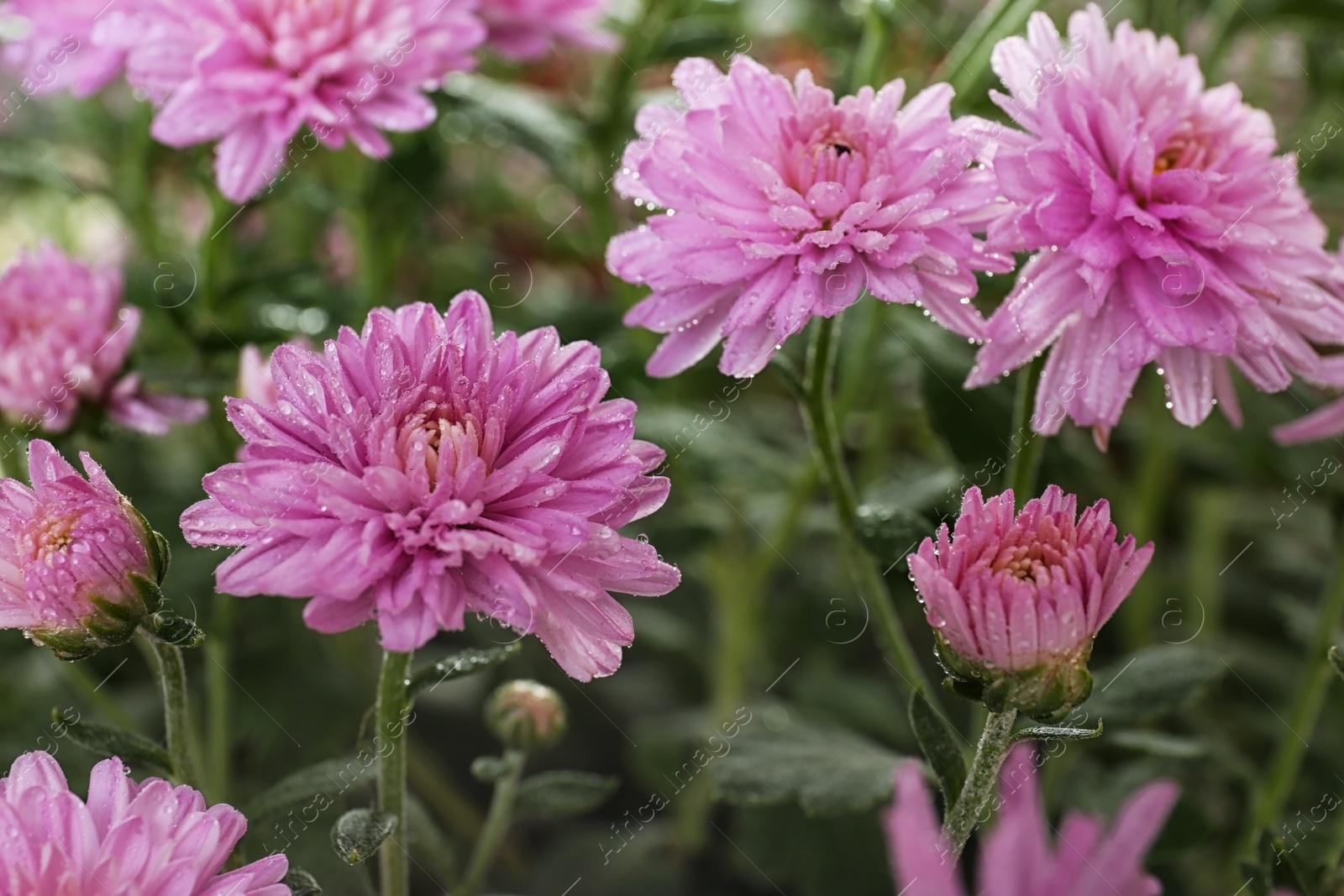 Photo of Beautiful colorful chrysanthemum flowers with water drops, closeup