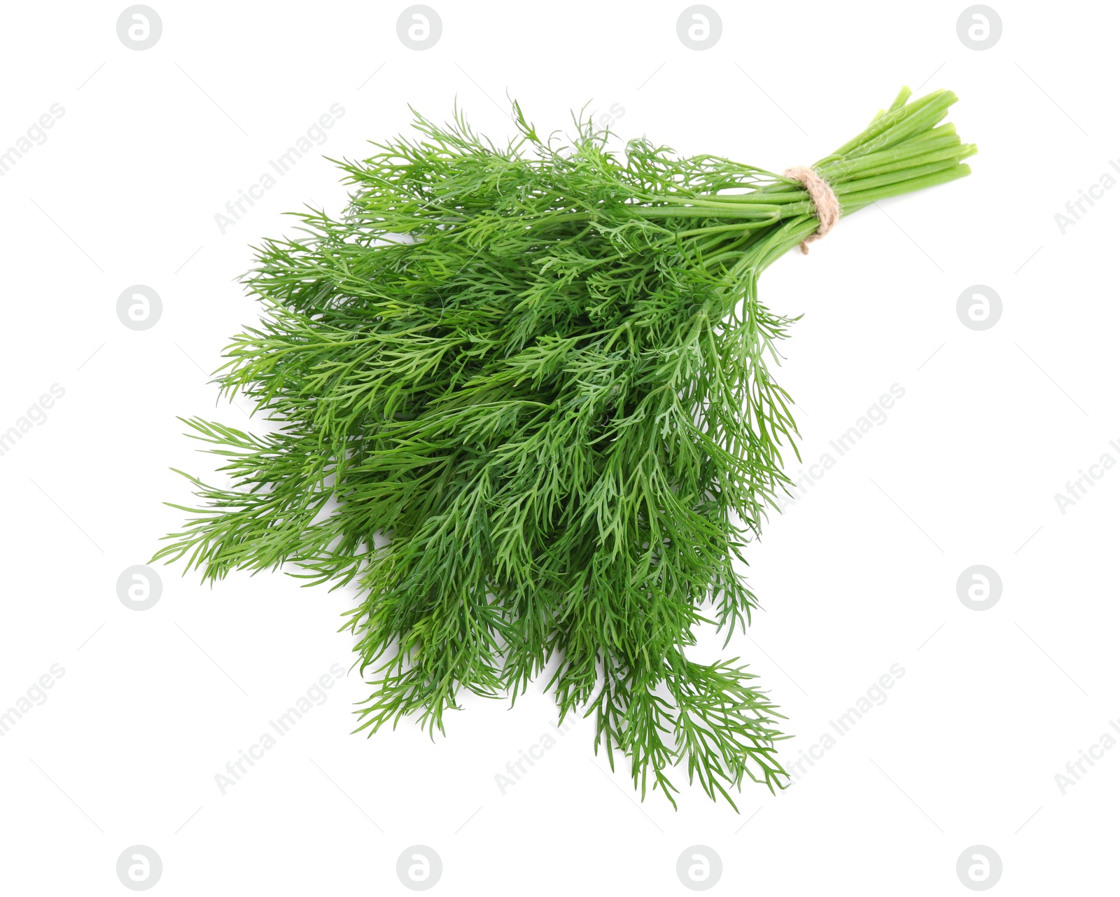 Photo of Bunch of fresh green dill isolated on white