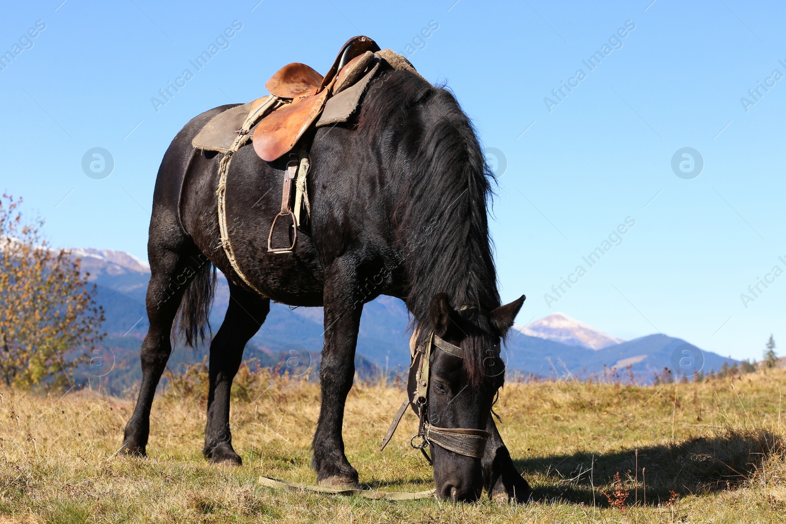 Photo of Beautiful horse grazing on pasture in mountains. Lovely pet
