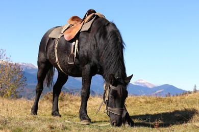 Beautiful horse grazing on pasture in mountains. Lovely pet