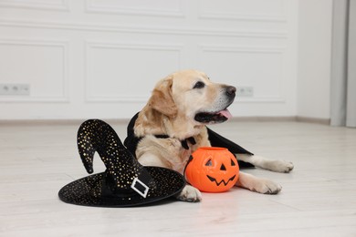 Cute Labrador Retriever dog in black cloak with Halloween bucket and hat indoors