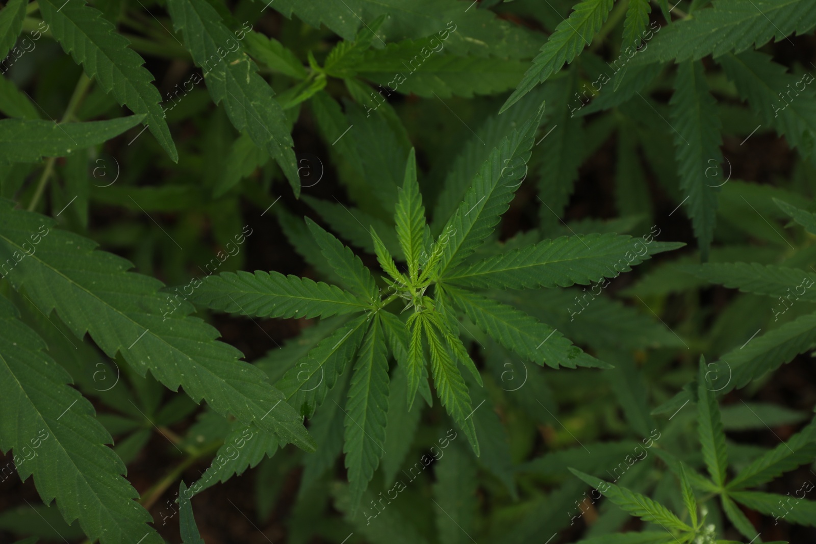 Photo of Green organic hemp growing outdoors, top view