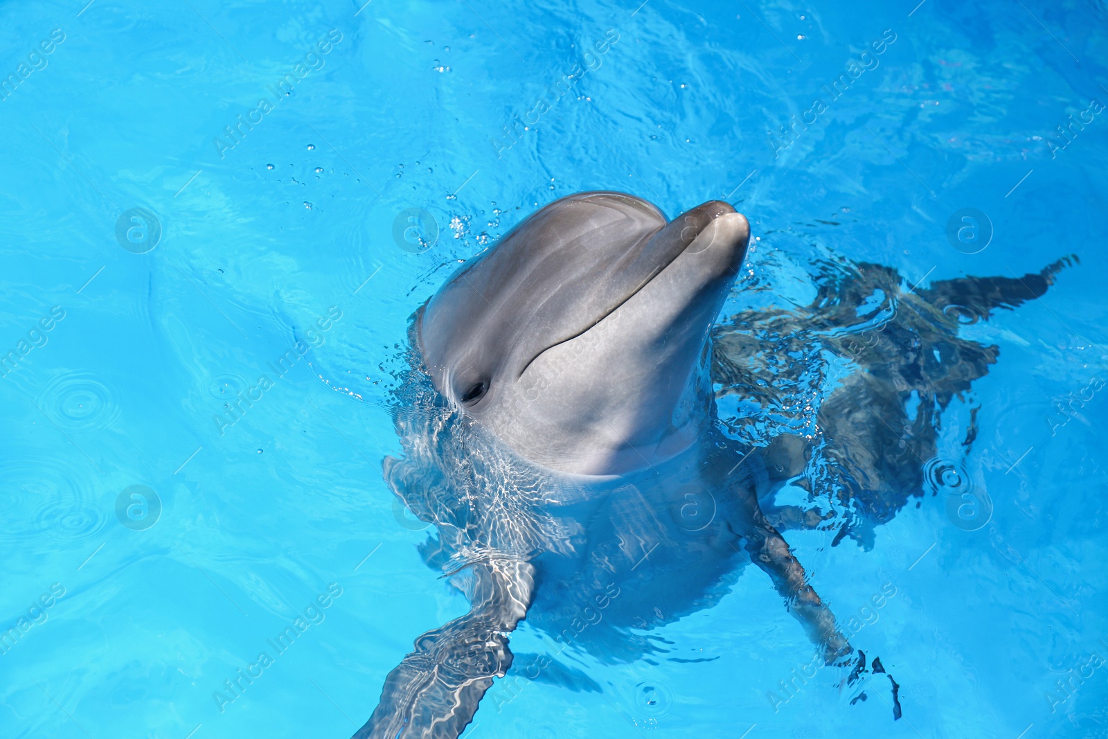 Photo of Dolphin swimming in pool at marine mammal park