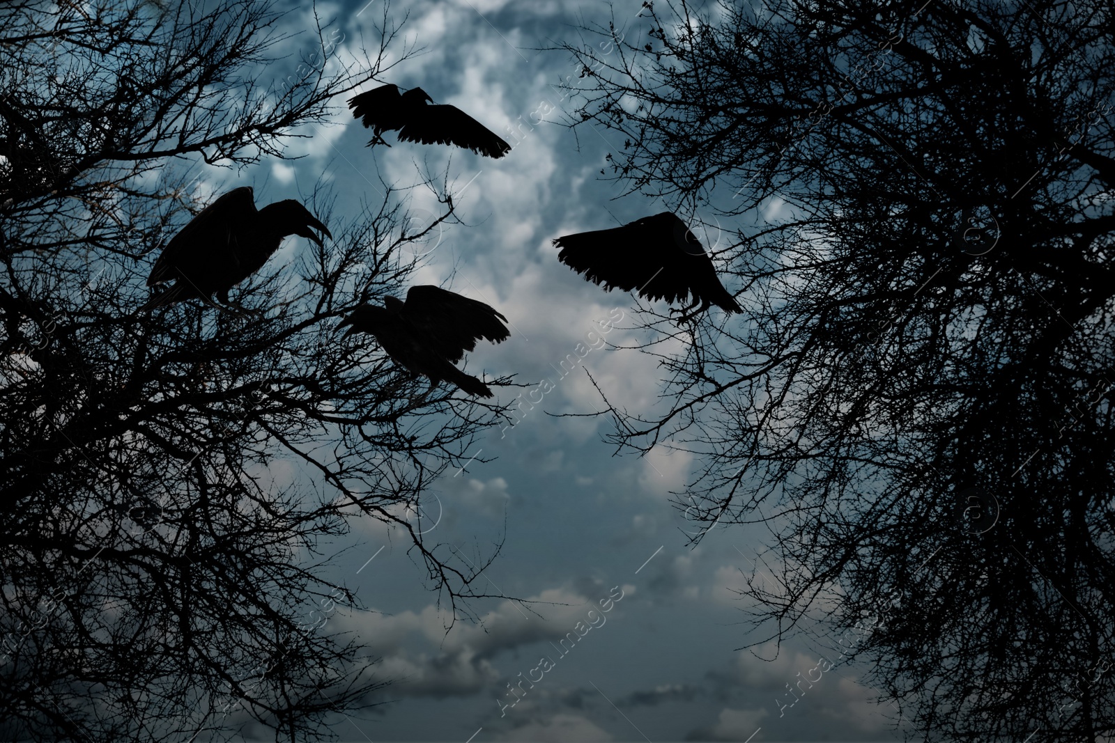 Image of Black crows in forest in evening. Fantasy world