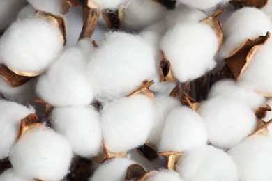 Photo of Fluffy cotton flowers on white background, top view