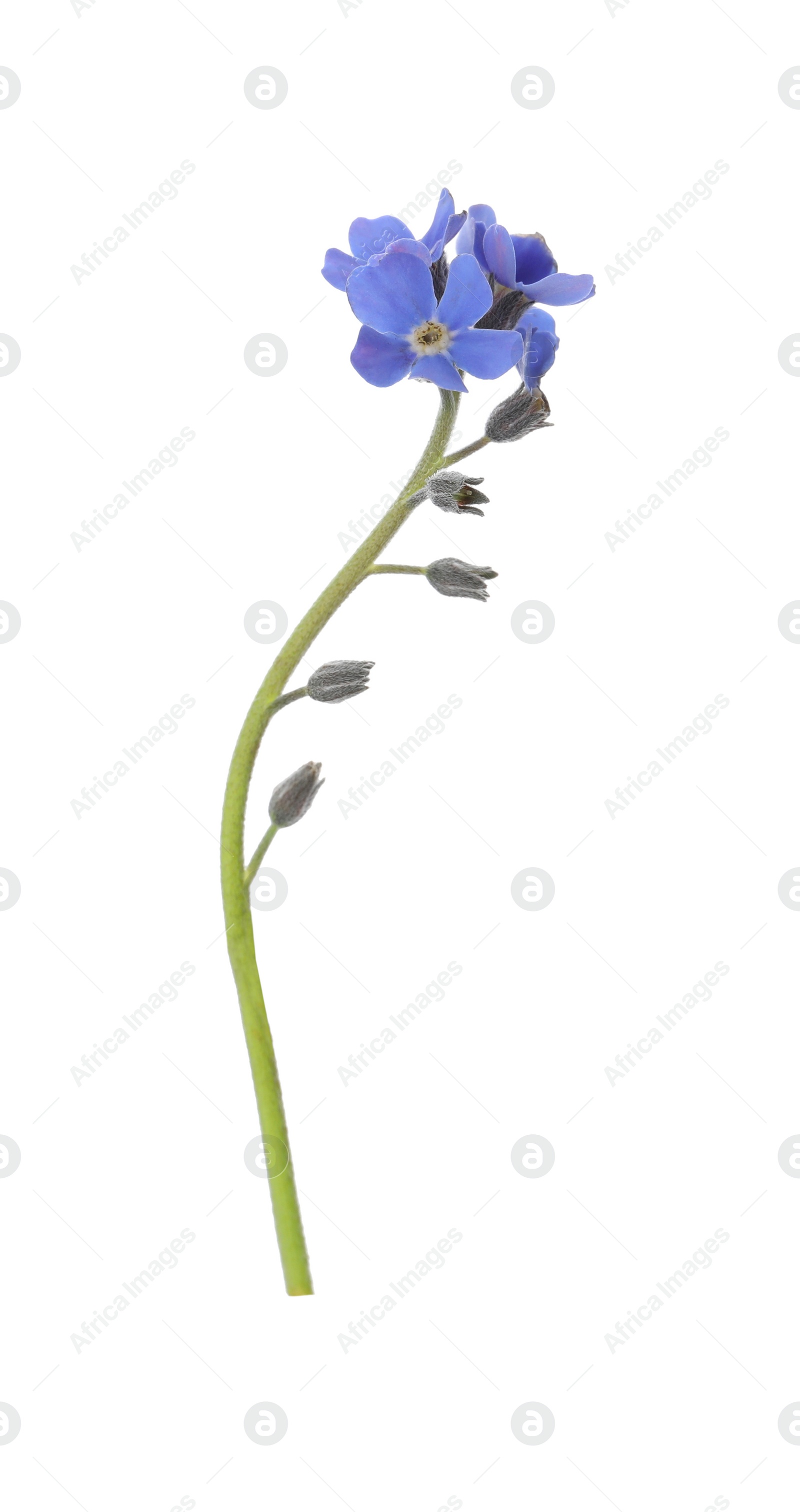 Photo of Beautiful blue Forget-me-not flowers isolated on white