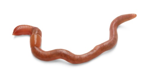 One earthworm isolated on white. Terrestrial invertebrates