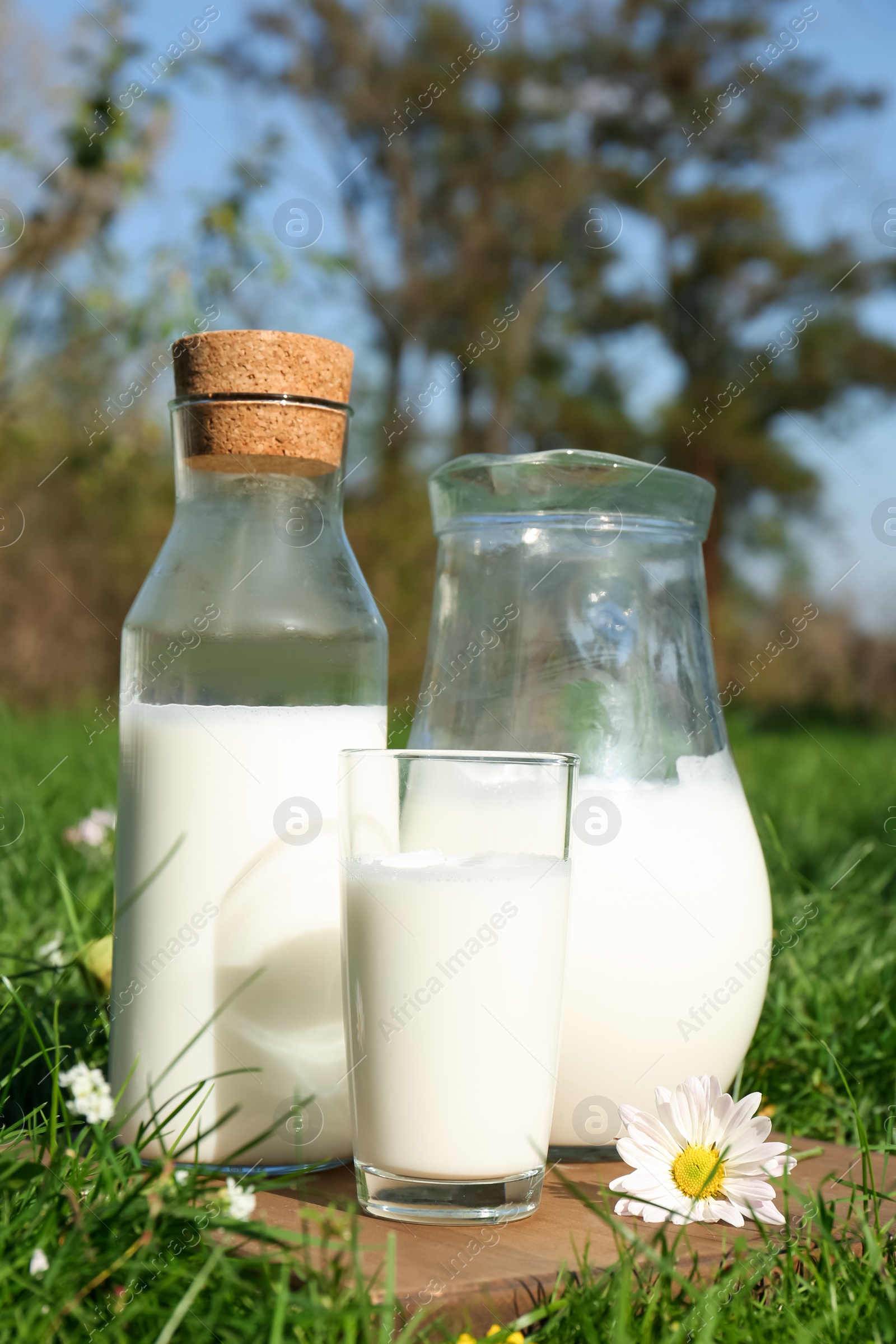 Photo of Glassware with fresh milk on green grass outdoors