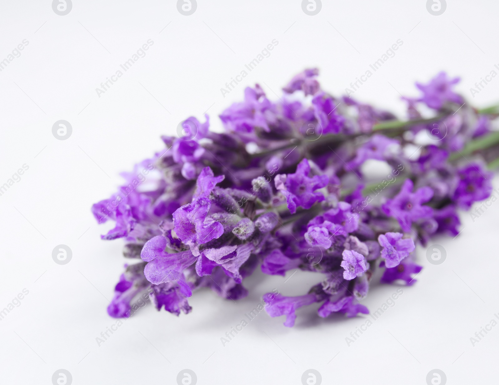 Photo of Beautiful blooming lavender flowers on white background