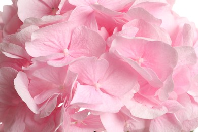 Photo of Beautiful pink hortensia flowers as background, closeup