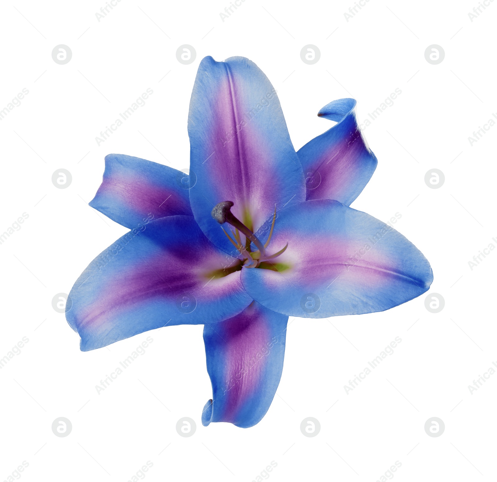 Image of Amazing lily flower in blue and violet colors isolated on white