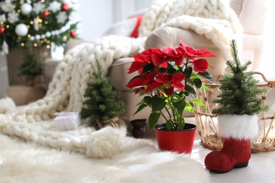 Beautiful poinsettia and decorative tree near sofa in living room, space for text. Traditional Christmas flower