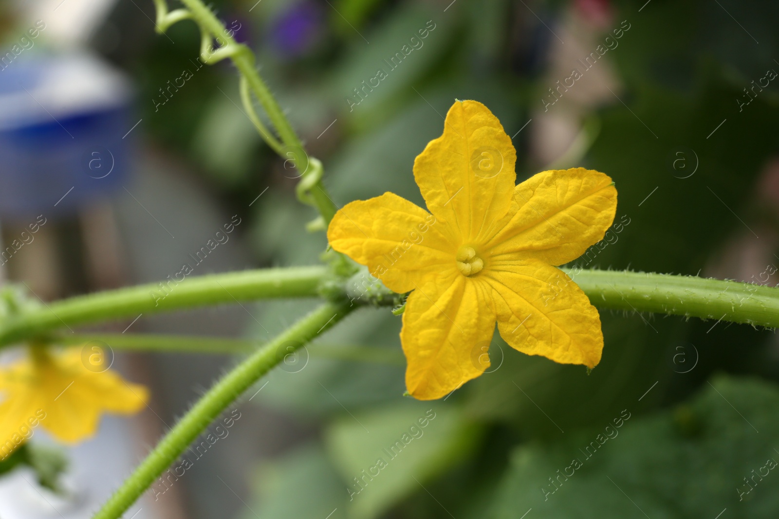 Photo of Blooming cucumber plant on blurred background, closeup