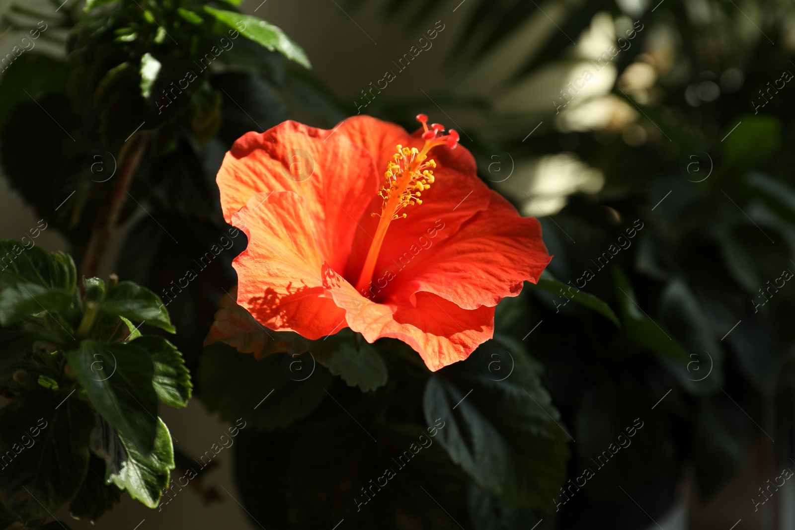 Photo of Hibiscus plant with beautiful bright flower growing outdoors, closeup