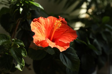 Hibiscus plant with beautiful bright flower growing outdoors, closeup