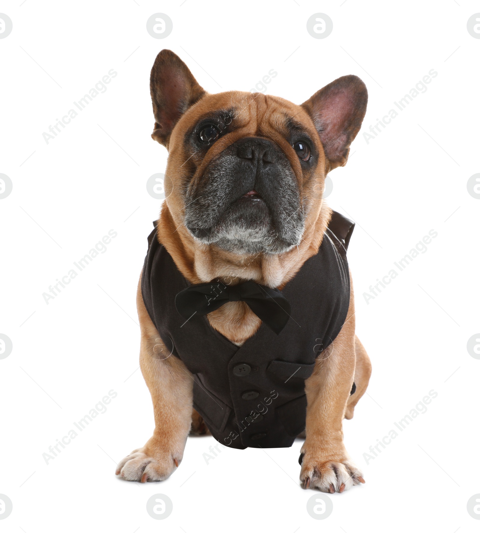 Photo of Funny French bulldog in elegant vest on white background